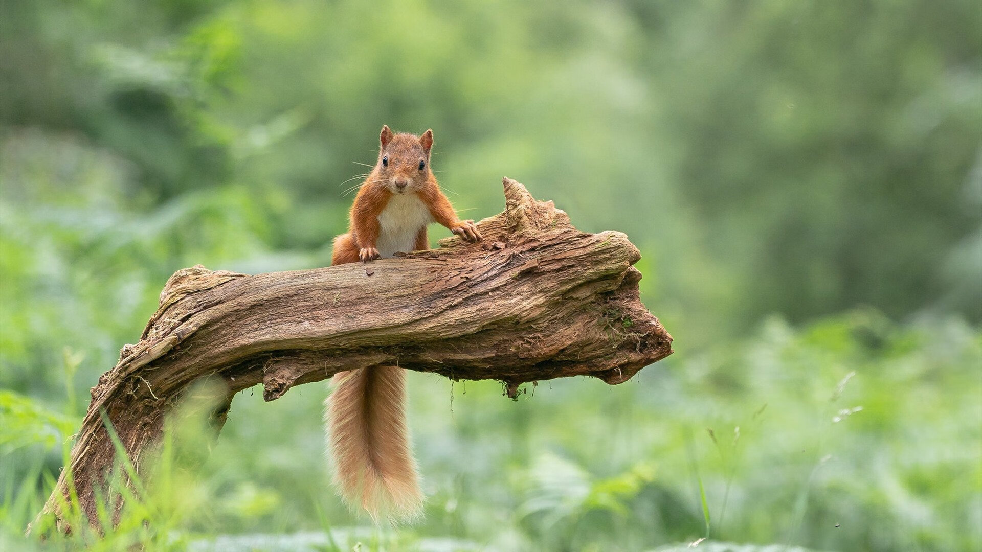 金色狂想曲，当多特蒙德鏖战乌克兰，阿圭罗统治了不属于他的舞台