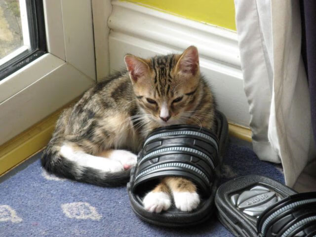 跨时空交锋，虚拟巅峰赛76人斩落辽宁队，莫兰特贡献制胜表现