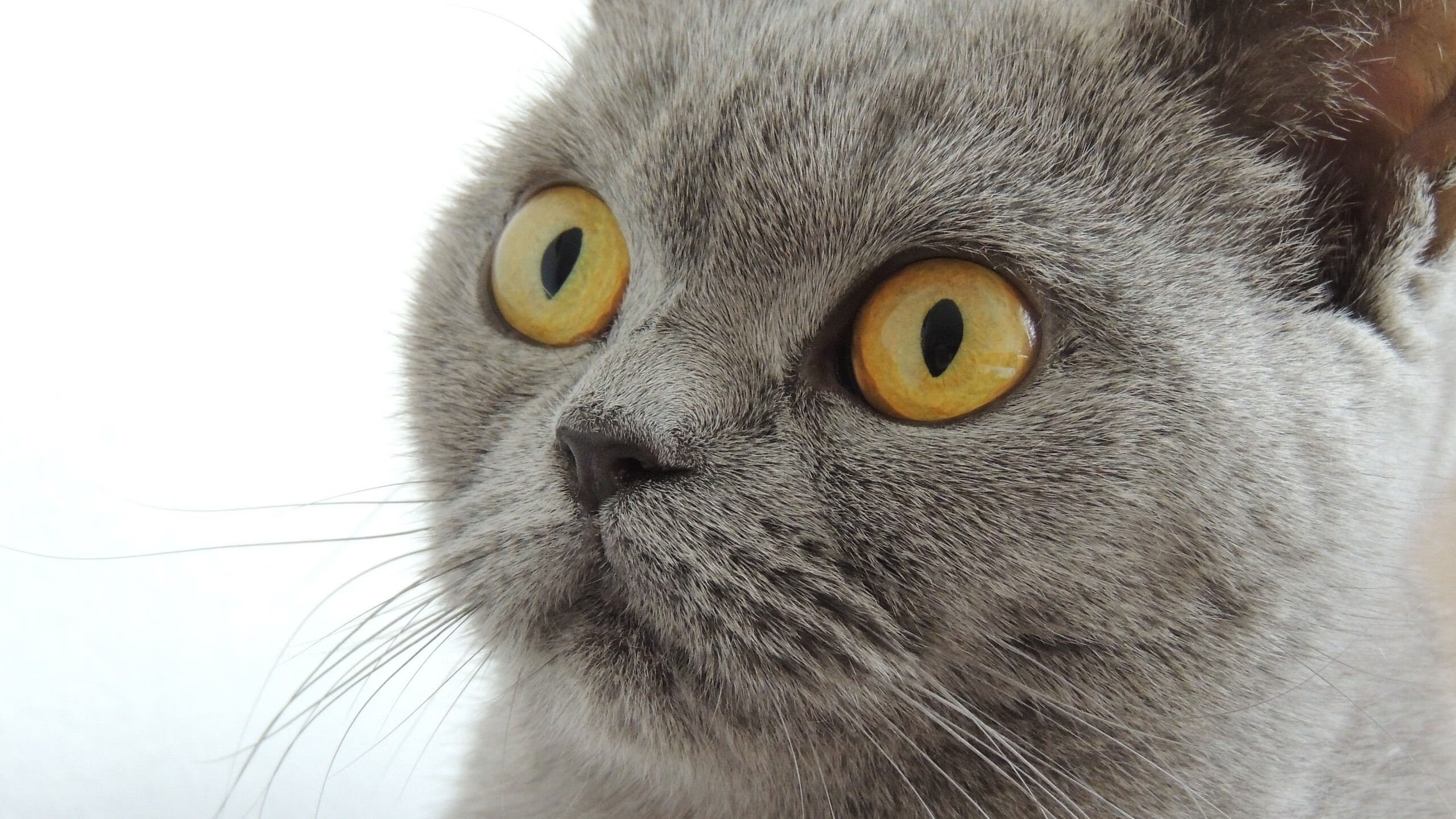 颠覆绿茵的法老智慧，卡拉斯科超神演出，埃及战术完胜法国