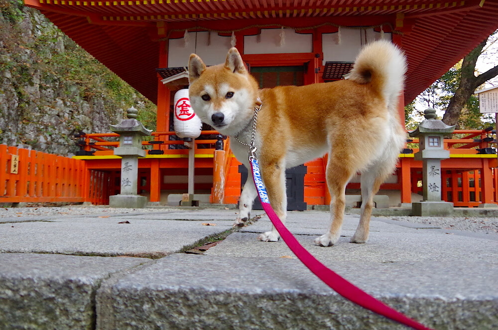 班凯罗锁定胜局!北京生死战险胜尼克斯,他站了出来