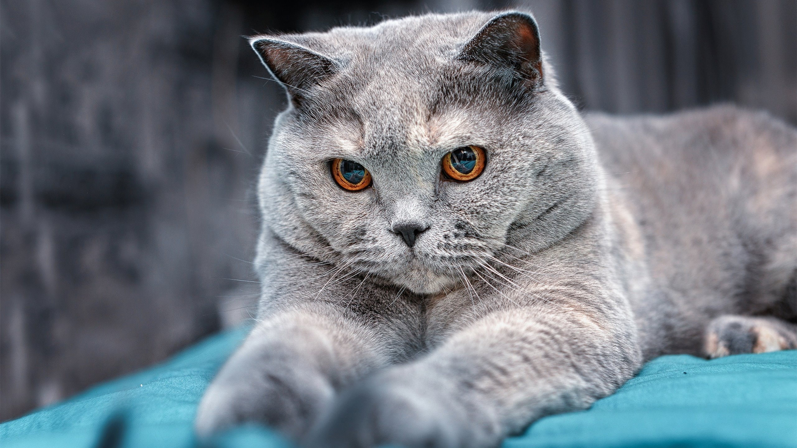 波士顿花园的红利已过期,范弗利特单节17分重塑休斯顿准星