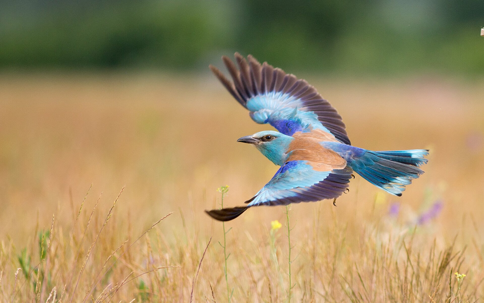 当数字沉默时统治已诞生,奥亚尔萨瓦尔与葡萄牙的非典型碾压哲学