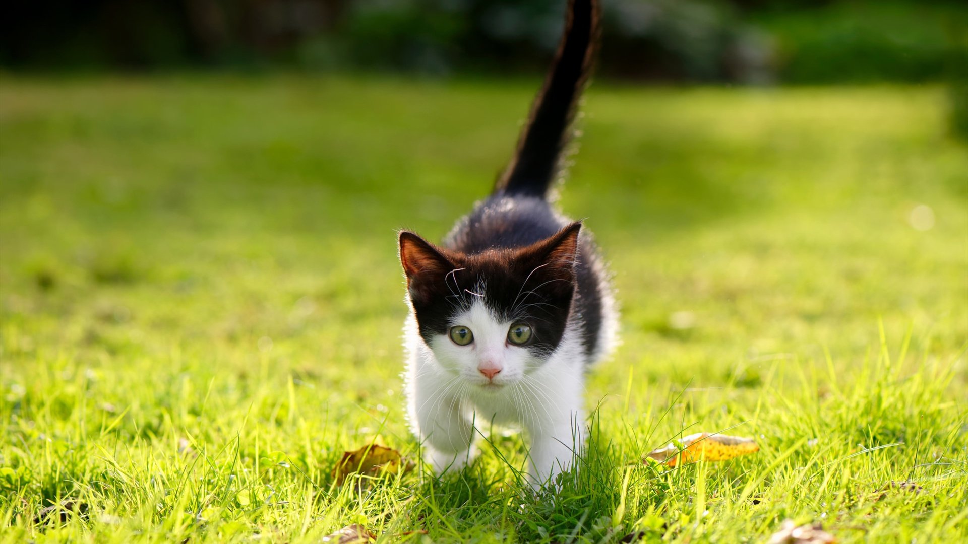 特奥爆发，皇家社会正面击溃奥地利，欧战赛场上的西班牙风暴