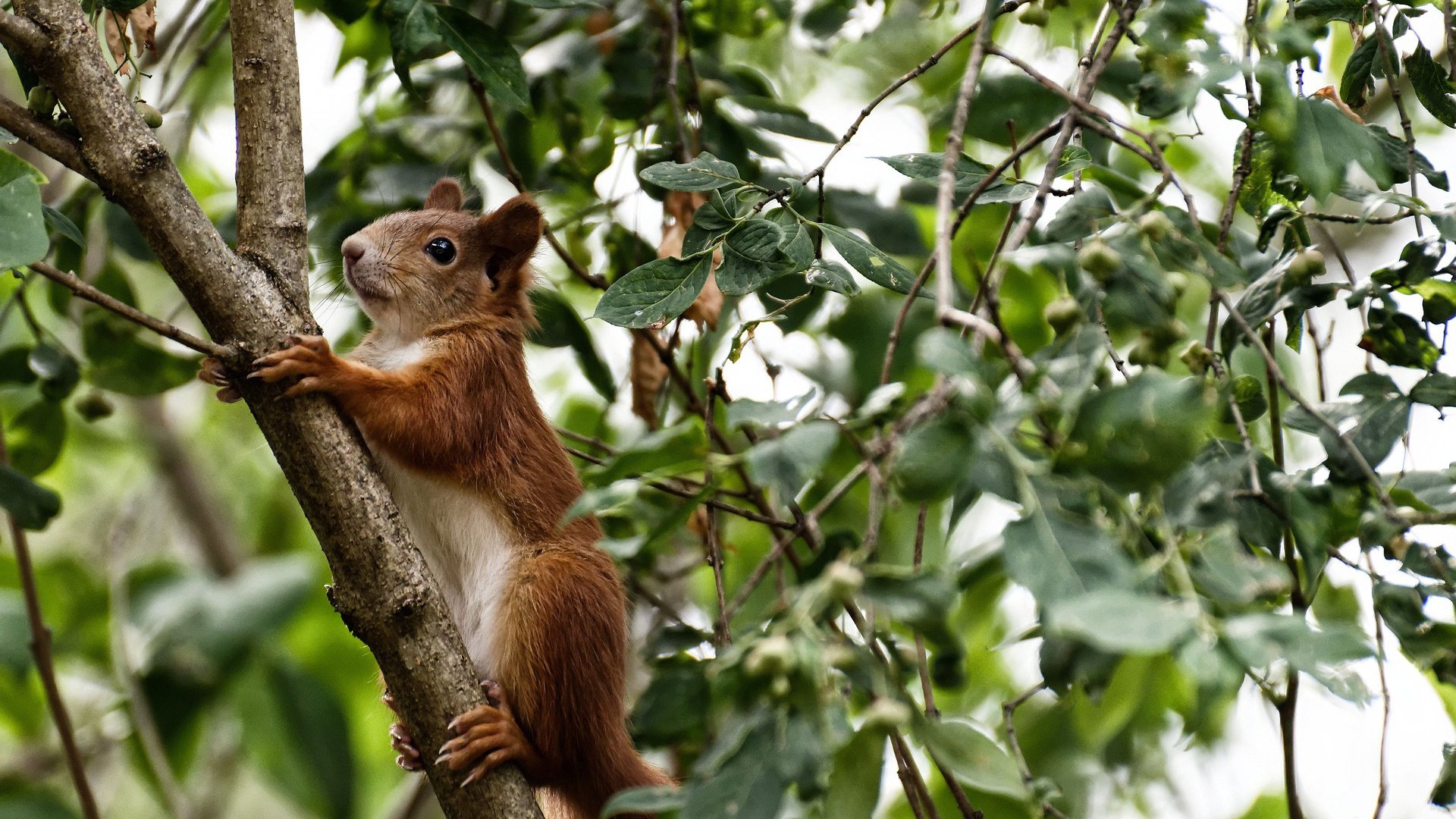 当古典剑术遇见三分暴雨,篮球世界的唯一性在何处绽放?