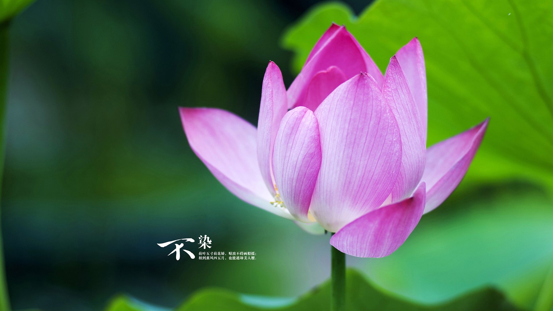 未完成的交响曲，当1998公牛遇上虚拟马刺的时空对决