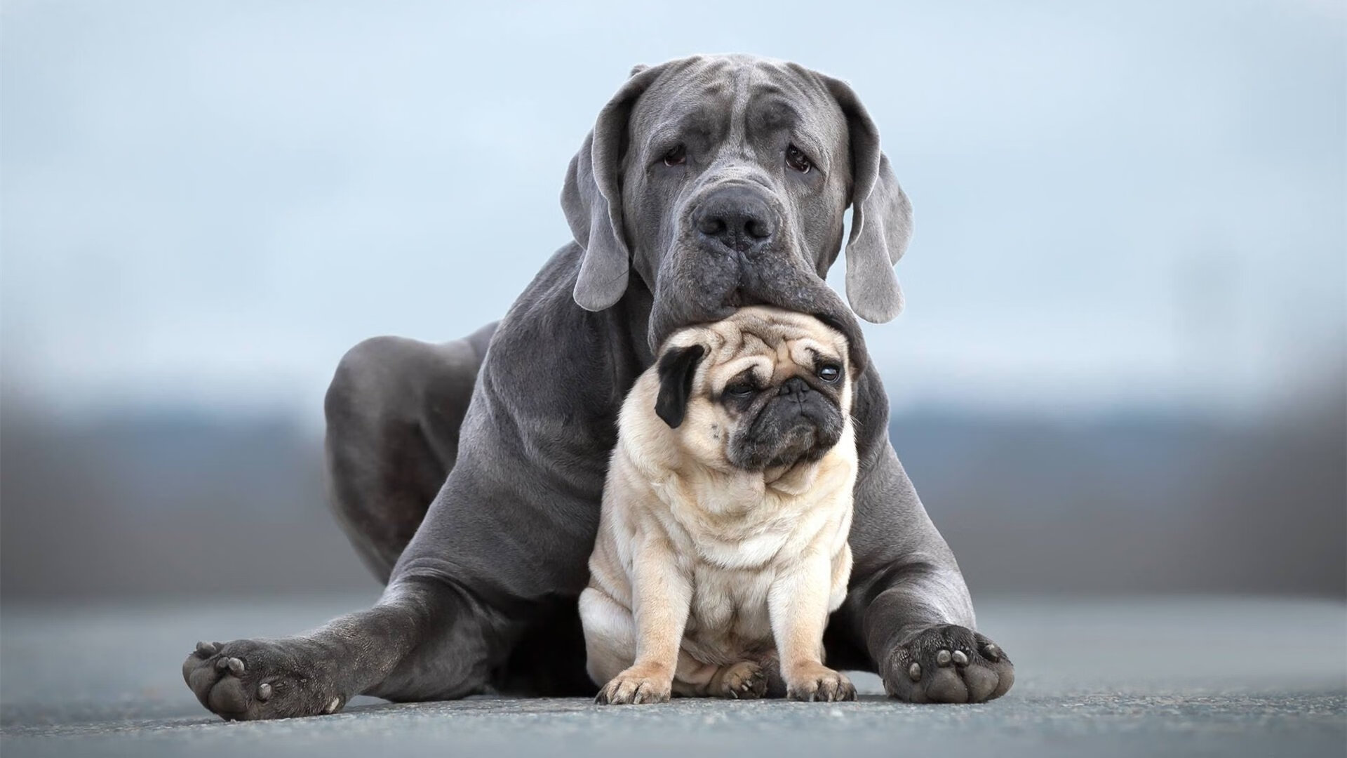 关键先生阿坎吉,加拿大单节发力拉开尼日利亚,奠定胜局