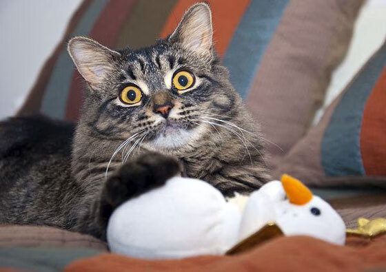 历史首次对决,锡安完成自我救赎,鹈鹕逆转吉林创造篮球交流新篇章